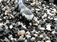 Laticauda laticaudata