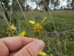 Diuris