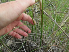 Diuris