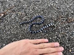 Laticauda laticaudata