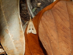 Diasemia monostigma