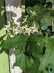 Solanum torvum