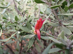 Eremophila glabra