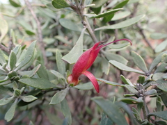 Eremophila glabra