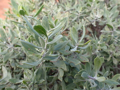 Eremophila glabra