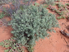 Eremophila glabra
