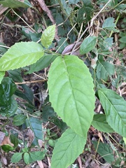 Maesa perlaria formosana