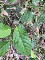 Maesa perlaria formosana