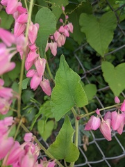 Antigonon leptopus