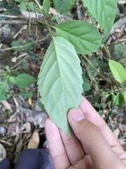 Maesa perlaria formosana