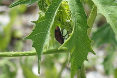 Pachycoris klugii