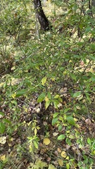 Rhododendron dauricum