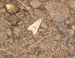 Diasemia monostigma