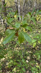 Rhododendron dauricum