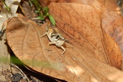 Phaeocatantops solitarius