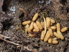 Ponerinae