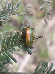 Calomela parilis