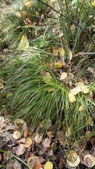 Carex pediformis macroura