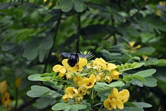 Xylocopa latipes