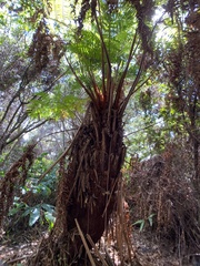 Cibotium glaucum