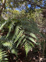 Cibotium glaucum