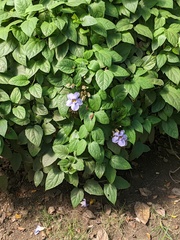 Thunbergia grandiflora