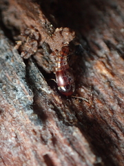 Staphylinidae