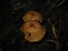 Marasmius cladophyllus