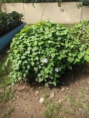 Thunbergia grandiflora