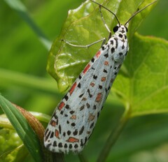 Utetheisa pulchelloides vaga