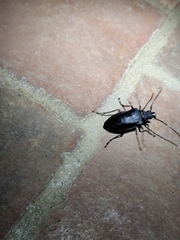 Priotyrannus mordax