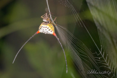 Macracantha arcuata