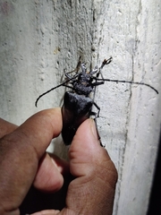 Priotyrannus mordax
