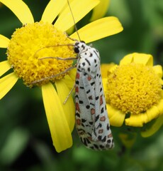 Utetheisa pulchelloides vaga