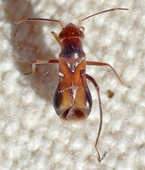 Pilophorus