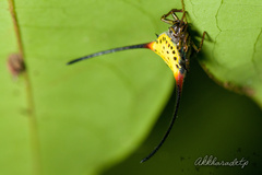 Macracantha arcuata
