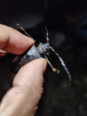 Priotyrannus mordax
