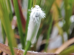 Tipanaea patulella