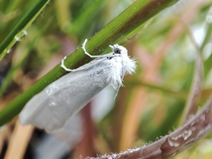 Tipanaea patulella