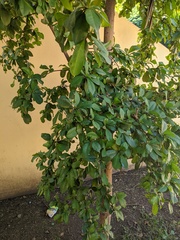 Terminalia buceras