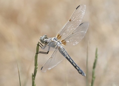 Libellula composita