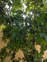 Terminalia buceras