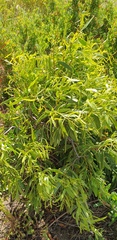 Santalum acuminatum