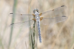 Libellula composita