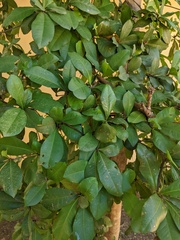 Terminalia buceras