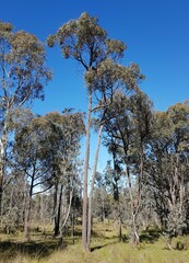 Eucalyptus macrorhyncha
