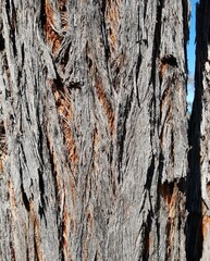 Eucalyptus macrorhyncha