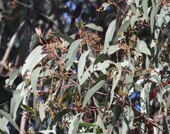 Eucalyptus macrorhyncha