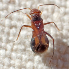 Pilophorus