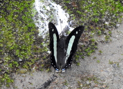 Polyura athamas